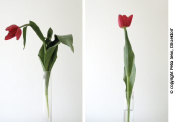 Blume in einer Vase, links ohne Wasser lässt den Kopf hängen, rechts mit Wasser